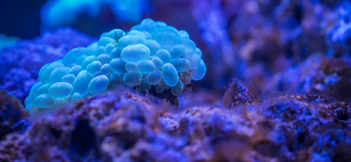 macro photography of bubble coral